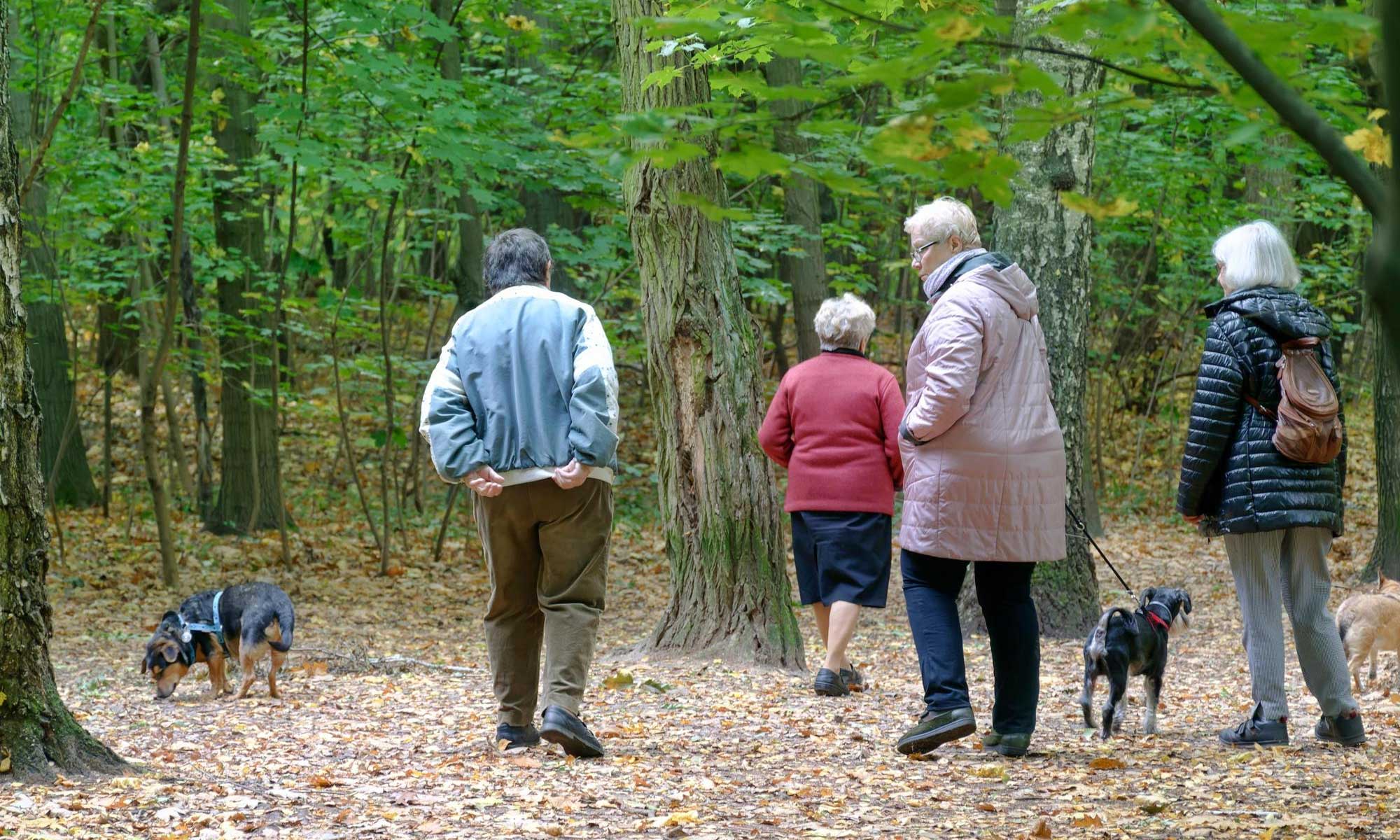 plimbări în pădure